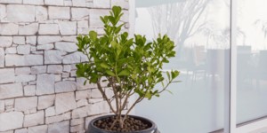 Белый каменный фасад из природного камня 3D панели RKS SLATE Песчаник White Sandstone Country (5)